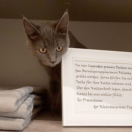 Katzenfreundliche Praxis
