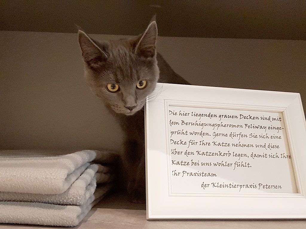 Kleintierpraxis Katharina Petersen in Winnert Katzenfreundliche Praxis Galerie 02